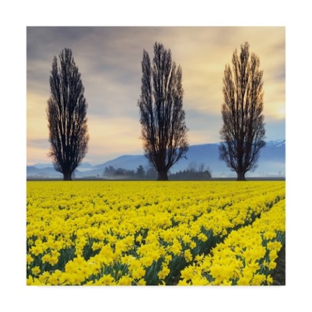 Alan Majchrowicz 'Skagit Valley Daffodils Ii' Canvas Art,14x14